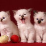 3-cute-kittens-123040997