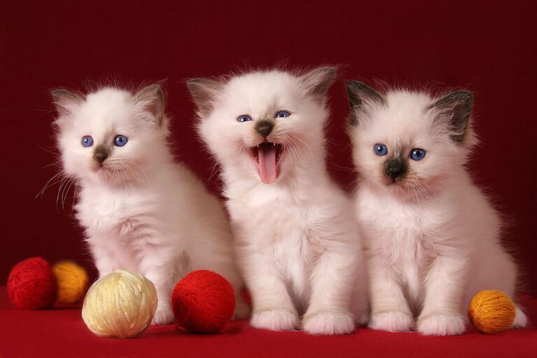 3-cute-kittens-123040997